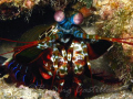 Mantis Shrimp - Taken in Anilao Batangas. Camera used: Canon A620, no strobe - 012708