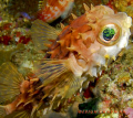 Orbicular  Burrfish. Bunaken. Nikon D200.