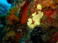 Only a mother could love this face. Yellow Frogfish (angler fish) sodwana bay two mile reef