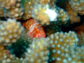 Spotted Coral Hawkfish playing Hide and seek is the way to hunt and survive in the big Blue.  Taken at Sodwana Bay 2 mile reef.