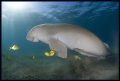 Dugong