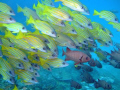 No matter What they do Ferrari will always lead the pack (Sorry Renault). Blue banded snappers, Dory Snappers and a Red fish :) Sodwana Bay, 2 Mile Reef.