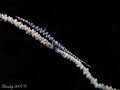 Sawblade Shrimp on whip coral, Lembeh Straits