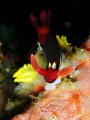 A beautiful nembrotha chamberlaini taken in PG, Philippines.  No special technique with my camera - just point and shoot on macro mode.