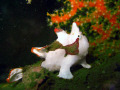 frog fish clown