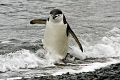 Chinstrap penguin, negotiating the surf. Sure the PADI manual says to walk backwards.