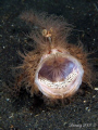 Yawning Hairy Frogfish @ TK III, Lembeh Straits. Taken using Oly E-510 with zuiko 50mm macro lens and twin Inon z-240 strobes.