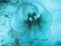 Caribbean Reef Octopus. 