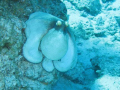 Caribbean Reef Octopus. This guy wasn't shy at all. 