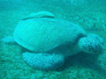 Turtle with Remora fish 
Spot: Abudabab bay south egypt