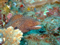 When the moon fills your Eye, like a big Pizza Pie (Thats a Moray).  Taken at Sodwana 7 Mile Reef with Fuji F30