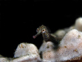 Pipefish at Aer Perang, Lembeh Straits. Shot with Olympus E-510 and zuiko 50mm marco lens and twin Inon Z-240 strobes.