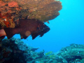 Waiting for lunch. Cave Bass (Sodwana Bay) Finepix F30