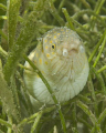 One of three sharptail eels cautiously returning from a jaunt in the grass.  Taken off my dad's back porch on Roatan with my D200 and 105mm macro.