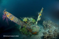 Emily Flying Boat-Engine in corals-Truk Lagoon