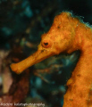 A nice sized seahorse in Cozumel. Canon 400D 100mm.