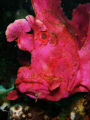 Weedy Scorpionfish in Lembeh