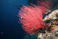 Whip corals-Palau