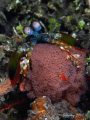 Peacock Mantis Shrimp with eggs taken at Jahir, Lembeh Straits with Olympus E-510 with Zuiko 50mm Macro lens and twin Inon Z-240 strobes