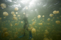 Jellyfish Lake-Snorkelimg with jellyfish