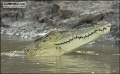 Smile for the camera !

Saltwater Crocodile, Kinabatangan River, Sabah, Borneo
