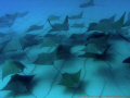 Sea of Cortez.....Cow nose schooling rays