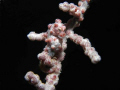 Pygmy seahorse @ Malapascua, Cebu. Shot with Olympus C-7070, dual Inon Z-240 strobes and double stacked Inon UCL-165 macro lens.