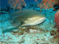 leopard shark taken at almost the end of a dive - Similan Island - phuket