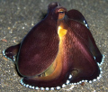 Posing Octopus in Lembeh Strait