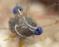 Shrimp Eyeball