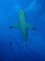 grey shark, Bora Bora.
Cybershot Sony T5