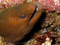 Come out and brush your teeth... don't be shy
Similan phuket