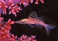 hawkfish amongst the soft coral