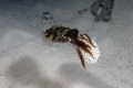 A Squid captures a Peacock flounder at night