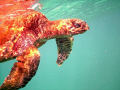 This Hawk Billed Turtle was sick and dying.  I followed it out to deeper water to make sure no one bothered it.  In Hananuma Bay, Oahu, HI.