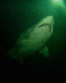 Sand Tiger shark - edinburgh aquarium shark dive