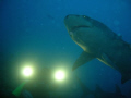 Shooting of a lemon shark, Bora Bora sony cybershot T5