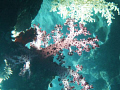 Underwater Garden. I love the way the natural sunlight comes through this soft coral .(Red Filter Used)