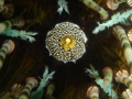 Sea urchin, Bora Bora cybershot T5