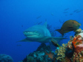 Lemon shark, Bora Bora cybershot T5