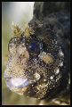 Tompot blenny - Parablennius gattorugine - Island Cres - 100 mm macro