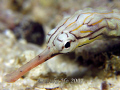 A rather skittish pipefish posing for my A640