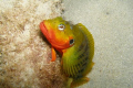 Hairy Blenny on the lookout.


