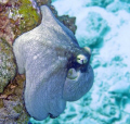 Caribbean Reef Octopus in Cozumel. Used photoshop to take out the blue hue since this was taken without a strobe. 