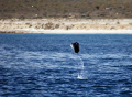 In the Sea of Cortez.....where the mobula rays beleive they are birds.....