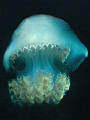 Jelly fish (Rhopilema esculenta).
Motormarine II