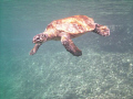 Return of the Hawk bill.  It seems he lived after all.  H-Bay, Oahu, HI