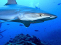 Sad view of one of the nicest sharks. A young silvertip shark with a fishermans hook in it´s mouth. He was lucky this time.