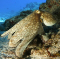 A Reef Octo out in the daytime. Cozumel. Canon 400D 10-22mm.