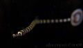 Banded pipefish - Kerby's Rock, Anilao